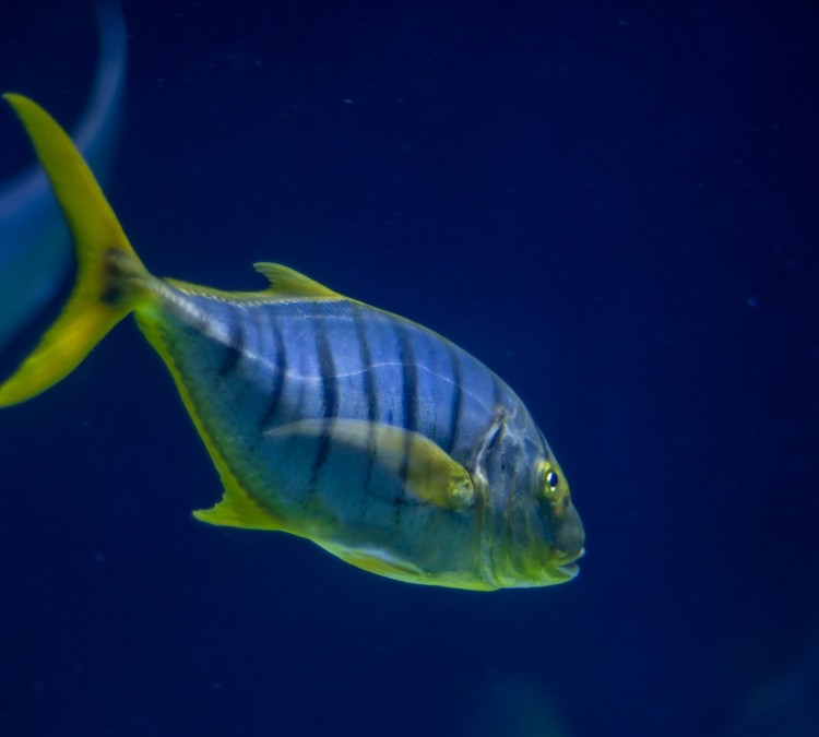 south-pacific-aquarium-photo